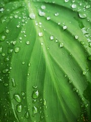 Drops on Leaf Water Rain Garden Plant