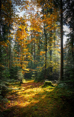 Obraz premium Autumn forest with setting sun shining through leaves and branches. Nature, forestry, Trees, habitat, environment and sustainability concepts, desktop