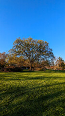 Clear day with shadows of the trees on grass in the park in Spring , Baltimore, MD, US