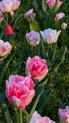 The Pink and White Tulips share the common space , Baltimore, MD, US