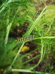 Caterpillar Shallowtail Butterfly Close Up Fennel Garden 