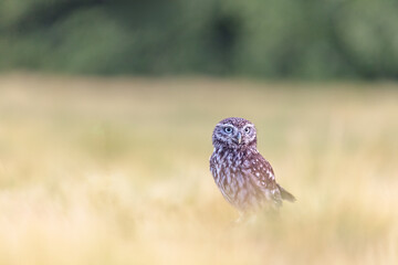 Minimalist Wilderness Closeup Photo of the Boreal Owl sitting alone in a cornfield. Horizontally. 