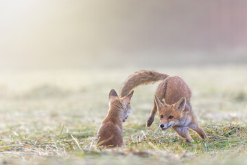 Pair of cute two red foxes is playing outdoors  in the sunlight.  Horizontally. 