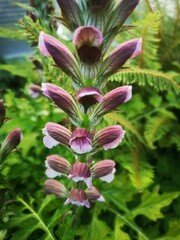 Garden Weed Plant Flower Acanthus Purple Pink