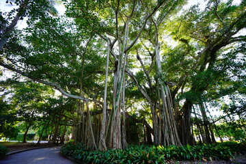 Fototapeta premium Sarasota, FL, USA - 11 12 2023: The landscape of Ringling museum in Florida 
