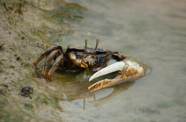 fiddler crab eating some algae
