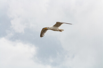 a single flying seagull looking down