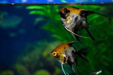 Aqurium scalaria fish swim in a home aquarium. Two orange-black-gray fish. Angelfish-Latin name