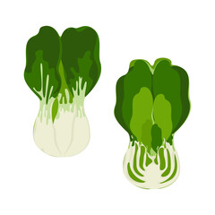 Bok choy, vector illustration, easy edit, white background.