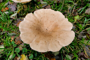 A large specimen of Infundibulicybe geotropa (Trooping Funnel), also known as Monks Head, growing through grass at the edge of woodland in the Dordogne, France

