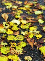 autumn leaves on the ground