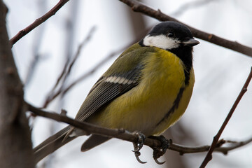 A great tit isolated on a branch of tree. Songbird with green, yellow, black and white colours. Parus major.