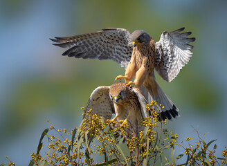 A Serene Moment: Common Kestrels making love