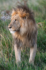 Male lion in the grass looking towards the tundra