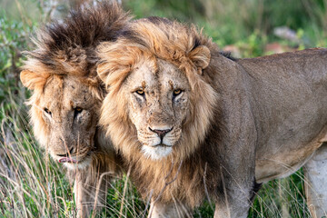 Two Lions - brothers - are better than one