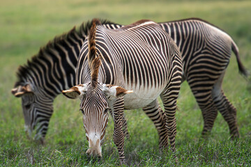 Grevvy's Zebras visually vibrating when together