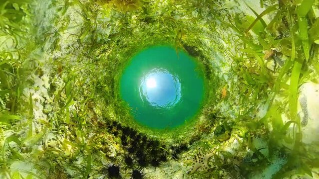 Black sea urchins amongst the seaweed. Black urchin, underwater at bottom.