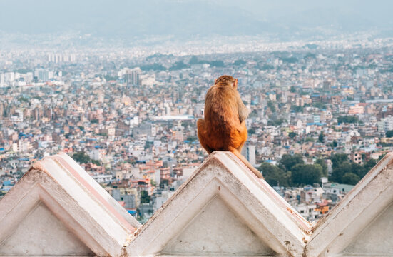 Lonely holy monkey sitting and enjoying an old Kathmandu city panorama. Swayambhunath or Monkey Temple, Nepal.