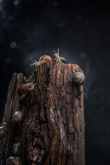 Snails with brightly colored spiral houses crawl along an old tree stump against a dark background. Selective focus. Bokeh.