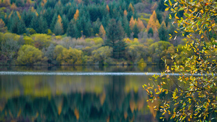 Fototapeta premium Autumn colours at Tal-y-Bont reservoir in the Brecon Beacons. The leaves have changed green to orange, gold, red and yellow. The vibrant seasonal colours of the hillside reflect in the water below