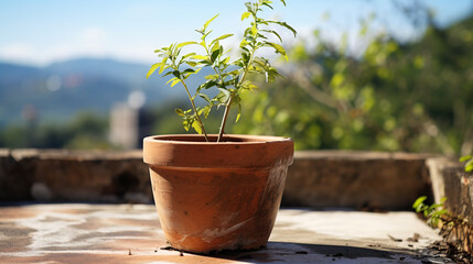Plant pot growing some new plants on a terrace