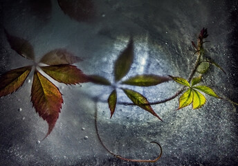 Multi-colored autumn leaves of wild grapes frozen in ice.
