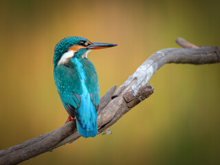 kingfisher