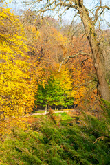 Autumn landscape, Colorful trees with yellow foliage in Sofievsky park