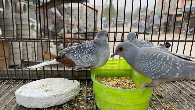 Beautiful image of Diamond Dove birds - diamond dove inside a cage.