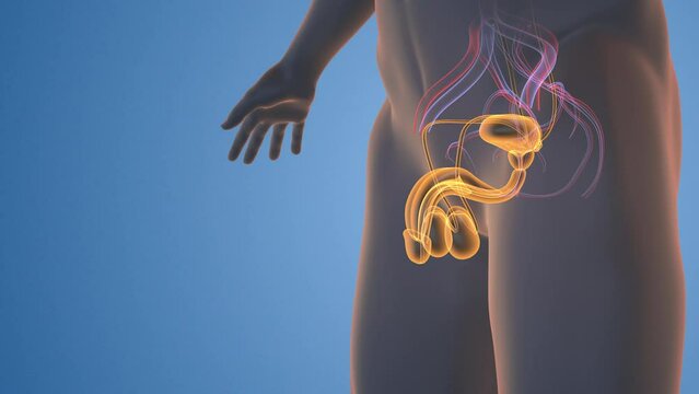 Male reproductive system medical animation