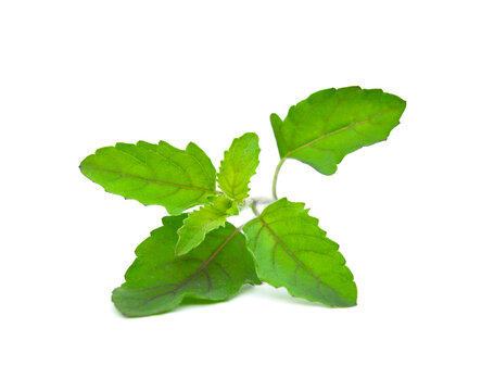 Holy Basil Leaf herb on white background