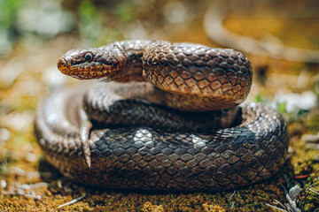 Naklejka premium Gniewosz plamisty (Coronella austriaca)