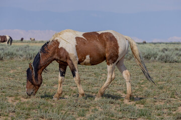 Wild Horse in the McCullough Peaks HMA Wyoming in Summer