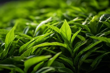 Close Up of Pu-erh Tea Green Leaves
