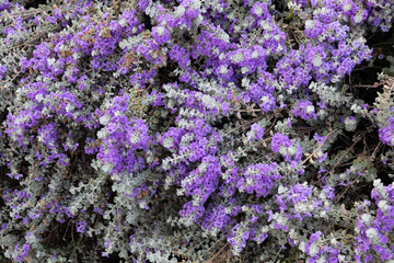 Heat and drought tolerant Condea emori or Desert Lavender or Silverleaf Purple Sage, closeup, natural background