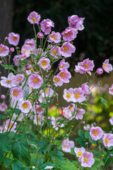 Anemone hupehensis praecox pink petal simplicity flowering plant, windflowers flowering plants in the garden
