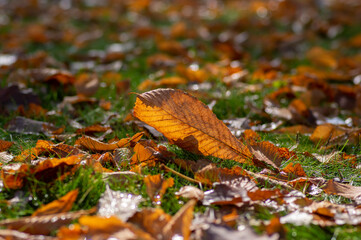 Horse chestnut leave in green grass during autumnal day in sunlight, bright fall colors