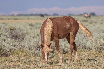 Wild Horse in the McCullough Peaks HMA Wyoming in Summer