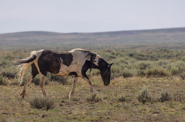 Wild Horse in the McCullough Peaks HMA Wyoming in Summer