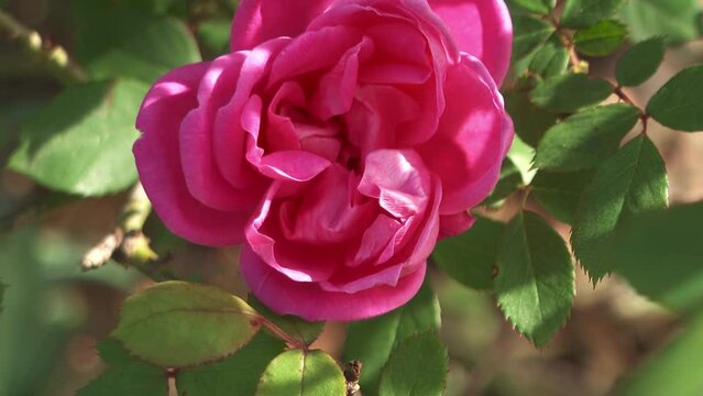 a beautiful pink rose is blooming  in spring garden