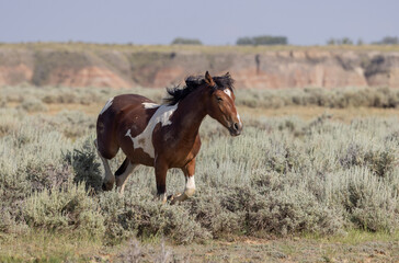Wild Horse in the McCullough Peaks HMA Wyoming in Summer