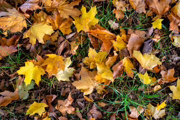 autumn leaves on the ground