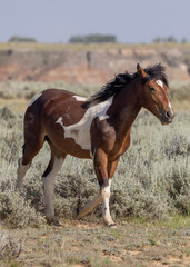 Obraz premium Wild Horse in the McCullough Peaks HMA Wyoming in Summer