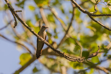 Fototapeta premium Banded bay cuckoo or bay-banded cuckoo (Cacomantis sonneratii) at Garbhanga WLS, Assam, India