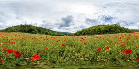Poppy field panorama. Large Field with red poppies and green grass. Seamless 360 degree spherical...