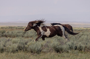 Wild Horse in the McCullough Peaks HMA Wyoming in Summer