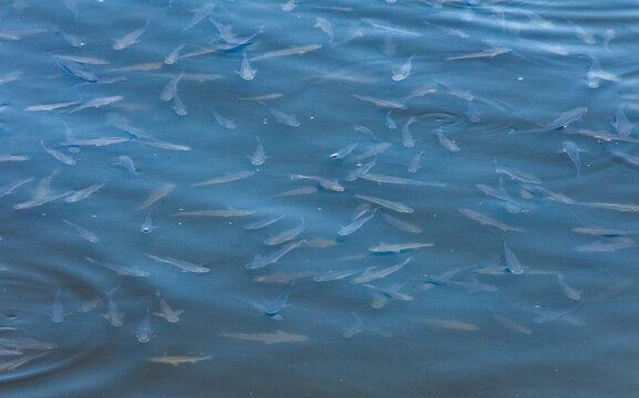 The so-iuy mullet (Liza haematocheilus), a flock of young mullet feeding at the surface