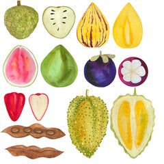 set of exotic fruits hand drawn in watercolors. guava, tamarind, durian, mangosteen, sugar apple