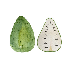 exotic fruit Soursop, graviola hand drawn in watercolor, isolated picture of fruit. Drawing of a healthy vegetarian food product.