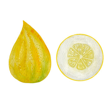 exotic fruit citron, cedrate  hand drawn in watercolor, isolated picture of fruit. Drawing of a healthy vegetarian food product.